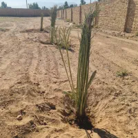 فاروش پاجوش ازآبادان خ و زس ت ان|خدمات باغبانی و درختکاری|برازجان, |دیوار