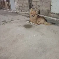 سگ پاکوتاه