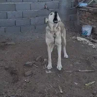 سگ سرابی ماده|سگ|اردبیل, |دیوار