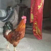 خروس محلی|حیوانات مزرعه|رشت, بیجارپس|دیوار