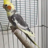 عروس هلندی ابلغ زیبا ماده آماده جفتگیری|پرنده|شیراز, آبیاری|دیوار