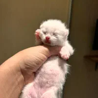 رزرو رزرو رزرو گربه های اشرافی|گربه|چالوس, |دیوار