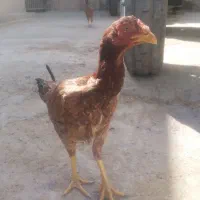 مرغ لاری اصیل