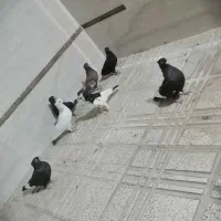 کبوتر