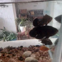 اکواریوم و ماهی گوشت خوار