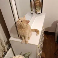 گربه بریتیش|گربه|اصفهان, سرتاوه|دیوار