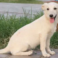 سگ ماده واکسن خورده شناسنامه دار|سگ|کاشان, مدرس|دیوار