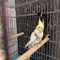 عروس هلندی|پرنده|ری, شهادت|دیوار