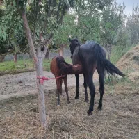 اسب|اسب و تجهیزات اسبسواری|ورامین, ورامین|دیوار