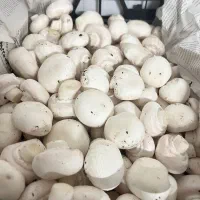 قارچ دکمه ای