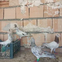 کبوتر سرور شهرستانی دم سفید پلاکی