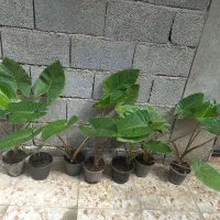 گلها|گل و گیاه طبیعی|املش, |دیوار