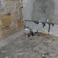 کبوتر|پرنده|تبریز, |دیوار