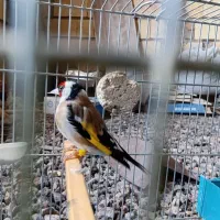 سهره|پرنده|خرم‌آباد, |دیوار