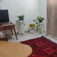 فروش پتوس و سانسوریا|گل و گیاه طبیعی|اهواز, کوی آغاجاری|دیوار