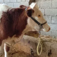 دوتا گاو سمینتال شیری|حیوانات مزرعه|اهواز, شهرک نفت|دیوار