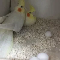 یک جفت عروس هلندی لوتینو روی تخم