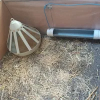 قفس|لوازم جانبی حیوانات|مشهد, چاهشک|دیوار