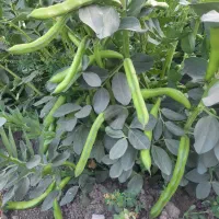 باقله بزری شاخ بزی درجه یک یک|خدمات باغبانی و درختکاری|خرمآباد, |دیوار