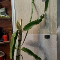 نهال دراگون فروت|گل و گیاه طبیعی|مشهد, رضاشهر|دیوار