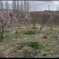 باغ در جاده تبریز|فروش زمین و ملک کلنگی|زنجان, |دیوار