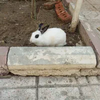 خرگوش زیبا و مهربون اهلی