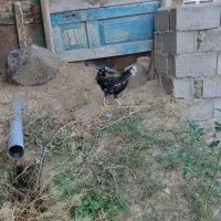 مرغ گلین