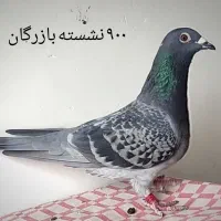 کبوتر مسافتی نشسته و شناسنامه دار|پرنده|سمنان, |دیوار