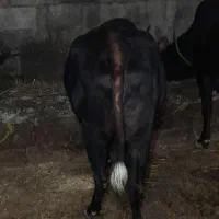 گاو جوان ابستن ۴ ماه|حیوانات مزرعه|کجور, |دیوار