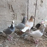 فروش کبوتر