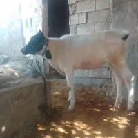 گوساله ماده|حیوانات مزرعه|لالی, |دیوار