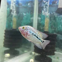 فلاور کامفا جوجه