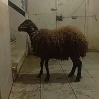 همو زیگوت   یا چند قلو زا