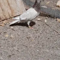 ماده کله هما|پرنده|تربتحیدریه, کلاته توکلی|دیوار