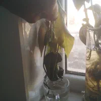 نهال انبه|گل و گیاه طبیعی|قم, پردیسان|دیوار