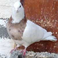 کبوتر،طوقی معاوضه با ماده|پرنده|بیستون, |دیوار