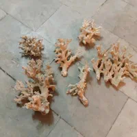 لوازم اکواریوم