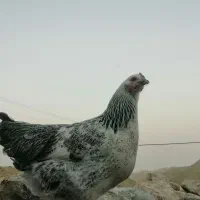 مرغ گلپایگانی تخم کن