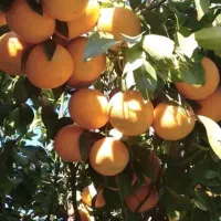 تغذیه اصولی کشت و کار و باغات|خدمات باغبانی و درختکاری|کاشان, لتحر|دیوار