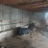 ۱۰ عدد گاو گوساله نر کردی و دورگ|حیوانات مزرعه|رستمآباد, |دیوار