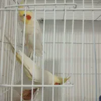 یک جفت عروس هلندی با قفس وکلبه ش|پرنده|زابل, |دیوار