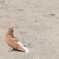 نروماده شهری پرتغالی|پرنده|شیراز, وزیرآباد|دیوار