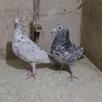 نرماده سرور|پرنده|شیراز, کوشک میدان|دیوار