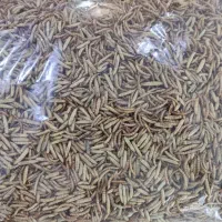 میلورم و سوپرورم و لارو سرباز و مکمل ترکیبی|خزنده|اندیشه, پرنیان|دیوار