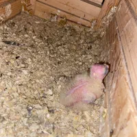 ی جفت عروس هلندی با ۲ جوجه