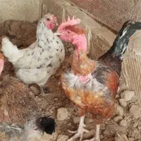 مرغ وخروس گلین گردن لخت|حیوانات مزرعه|ری, علایین|دیوار