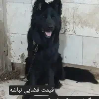 سگ ژرمن بلک ماده لوطان|سگ|زاهدان, |دیوار