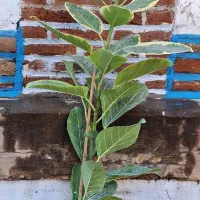 گل اپارتمانی|گل و گیاه طبیعی|سنندج, |دیوار