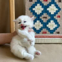 گربه پرشین کلاسیک