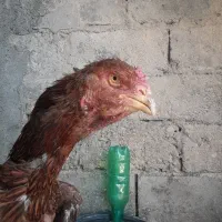 مرغ لاری اصل|حیوانات مزرعه|دینور, |دیوار